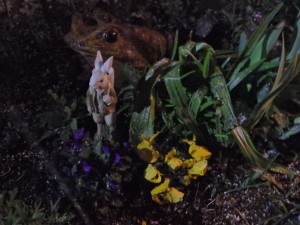 OLYMPUS DIGITAL CAMERA